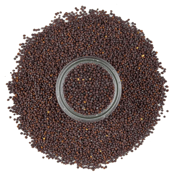 Mustard, Brown Seed - Image 4